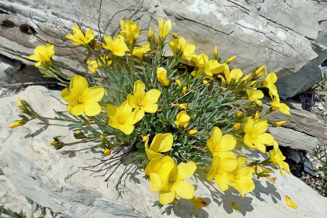 Image of Linum tauricum specimen.