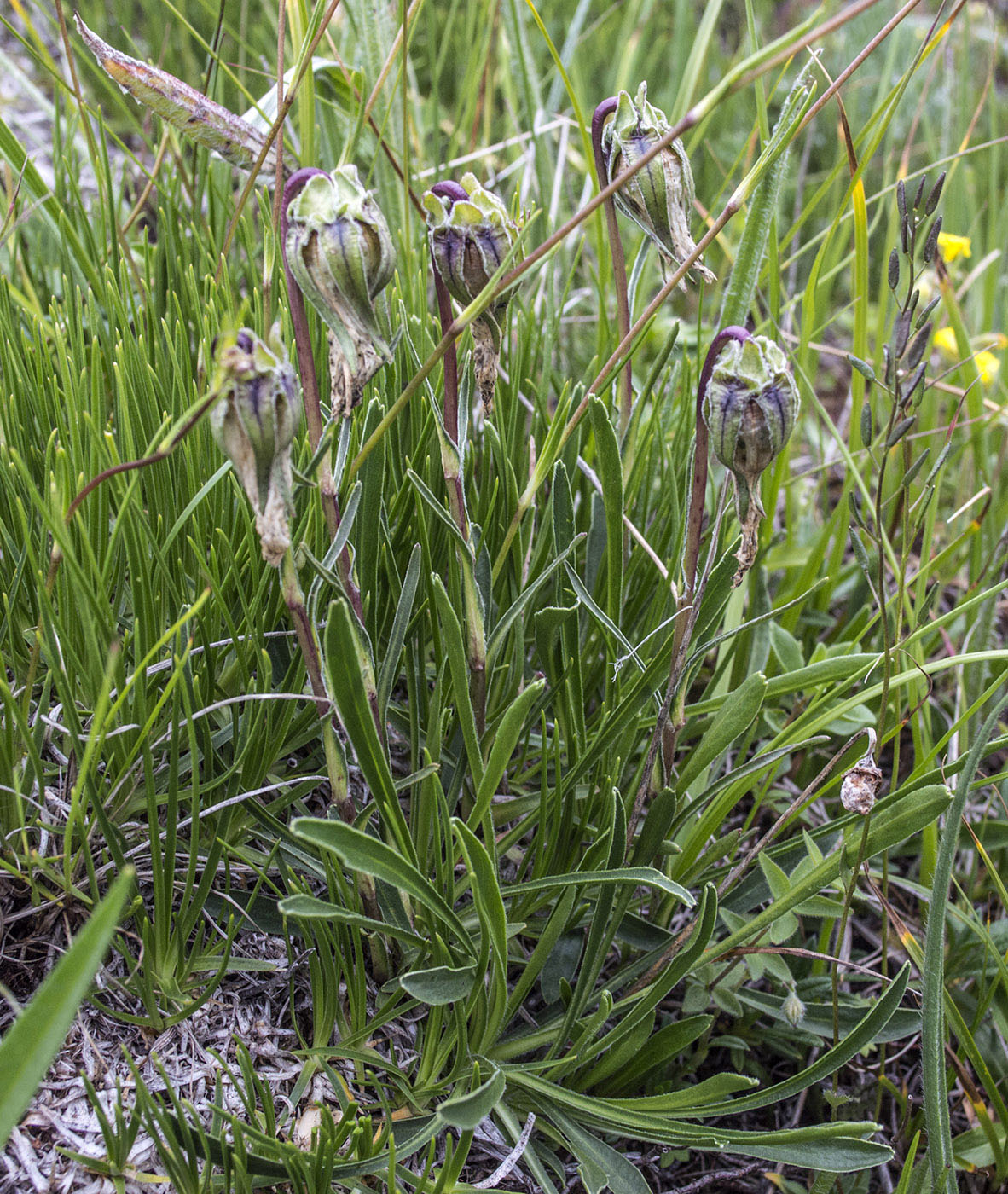 Image of Campanula biebersteiniana specimen.