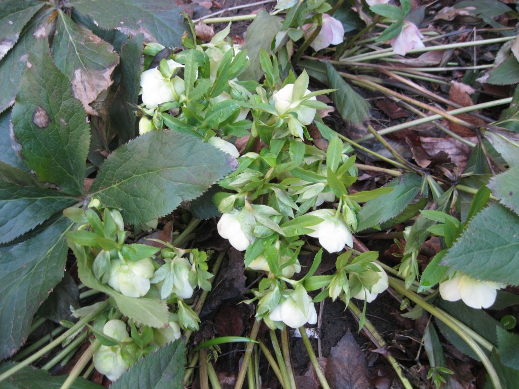 Изображение особи Helleborus caucasicus.