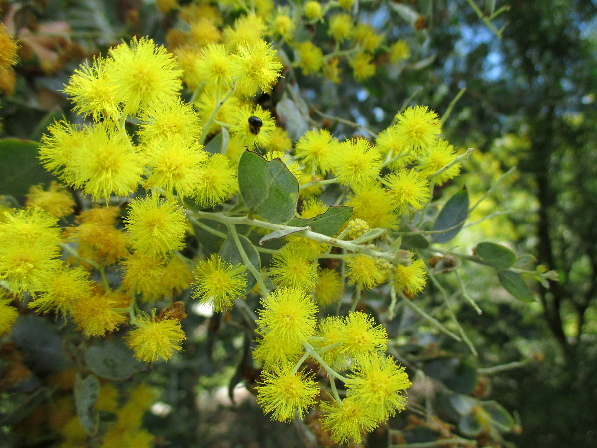 Image of Acacia podalyriifolia specimen.