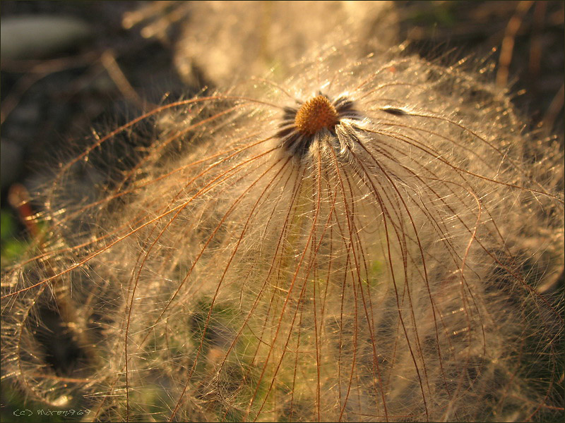 Image of Pulsatilla dahurica specimen.