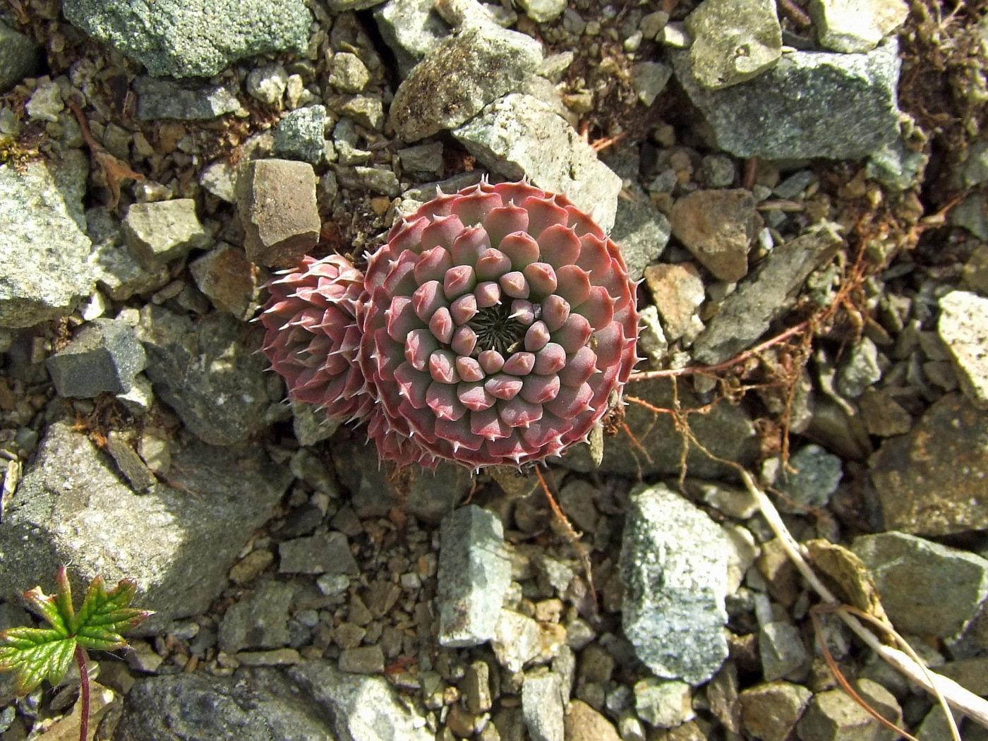 Image of Orostachys spinosa specimen.