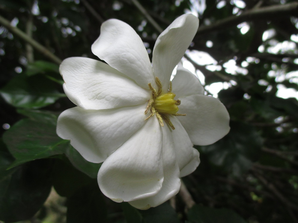 Image of Gardenia thunbergia specimen.