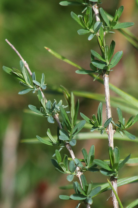 Image of genus Lonicera specimen.