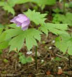 Glaucidium palmatum. Цветущее молодое растение. Москва, БС МГУ. 06.05.2010.