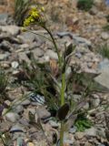 Draba nemorosa. Верхушка побега с цветками. Магаданская обл., Ольский р-н, окр. пгт Ола, на насыпи дамбы. 07.06.2017.