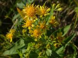 Solidago cuprea. Соцветия с цветками и бутонами. Магаданская обл., окр. г. Магадан, бухта Нагаева, Морпортовская сопка, каменноберезняк на склоне. 02.07.2016.