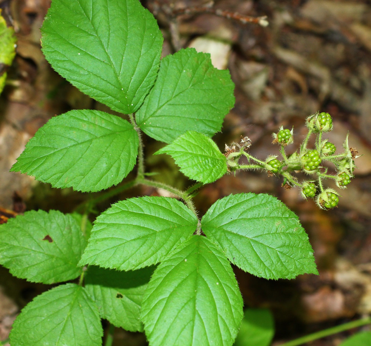 Изображение особи Rubus serpens.