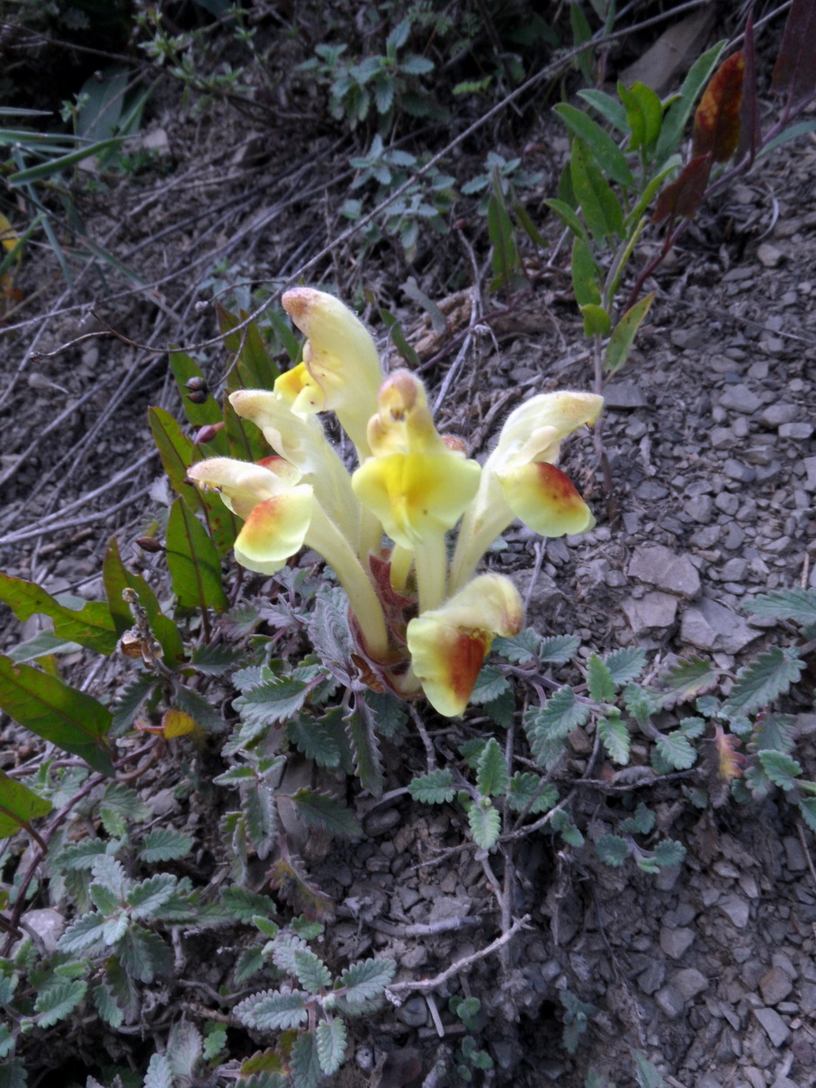 Image of Scutellaria daghestanica specimen.