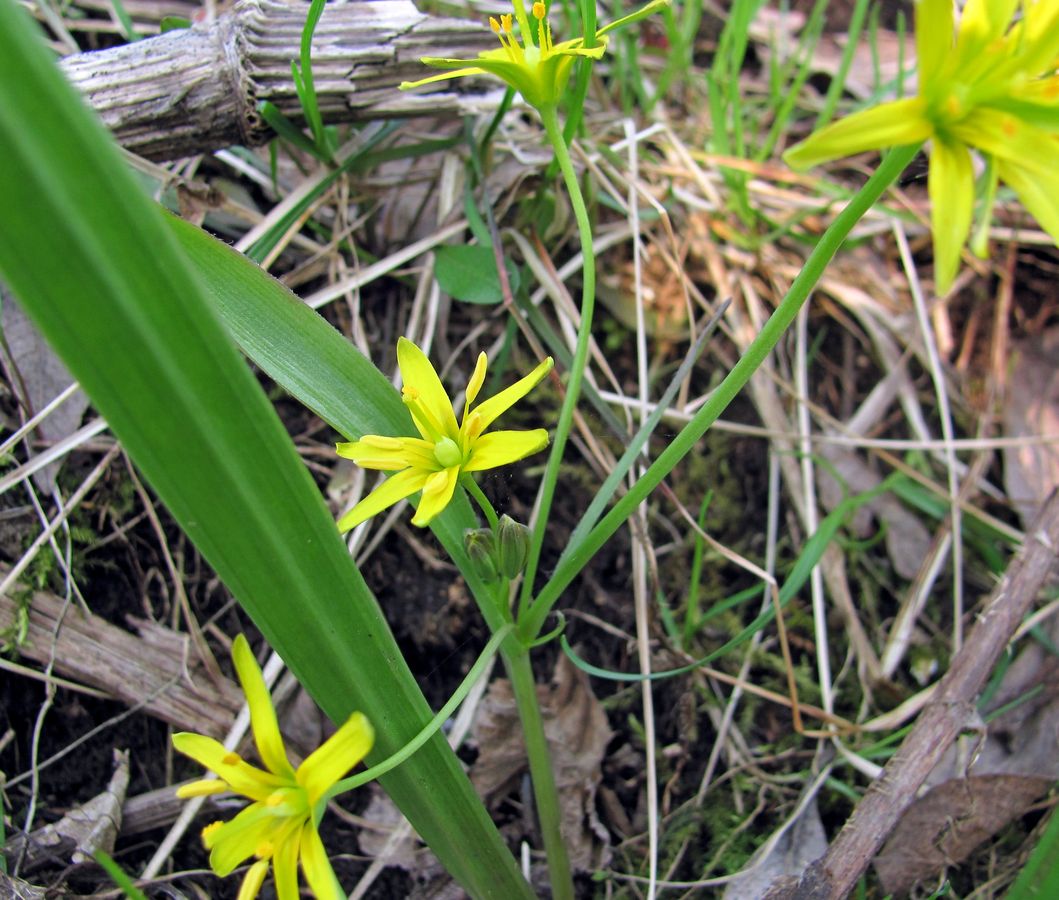 Image of Gagea lutea specimen.