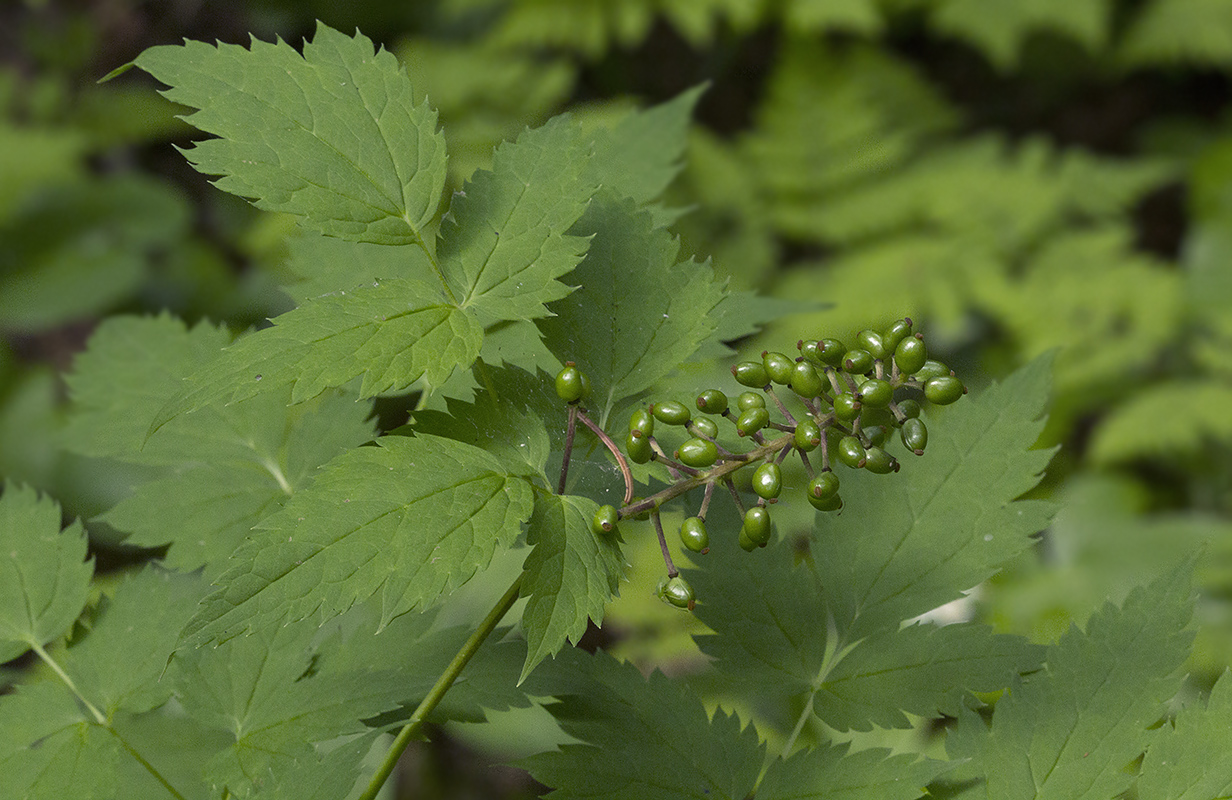 Изображение особи Actaea erythrocarpa.