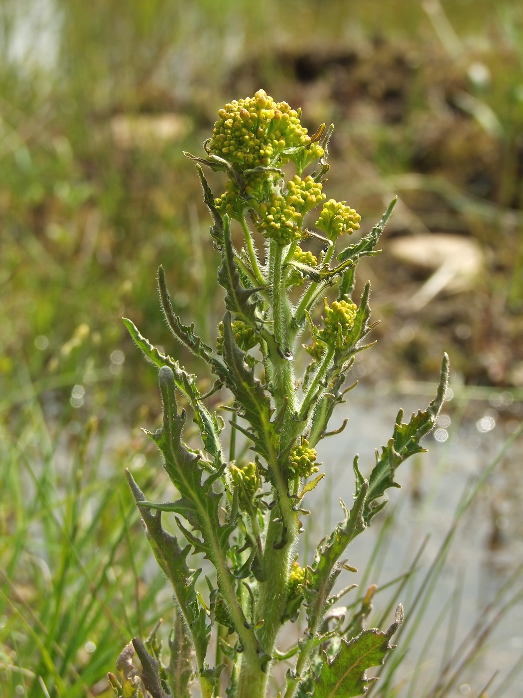 Image of Rorippa barbareifolia specimen.