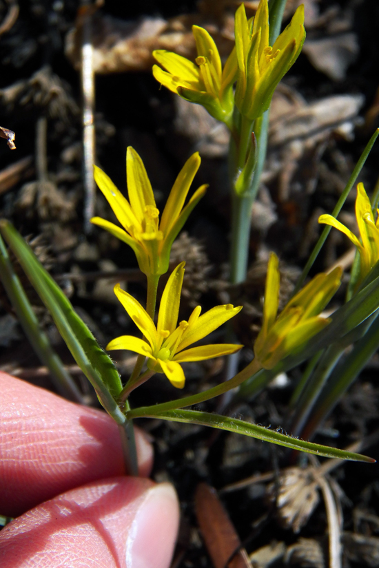 Image of genus Gagea specimen.