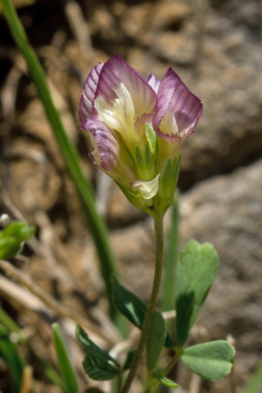 Image of Trifolium grandiflorum specimen.