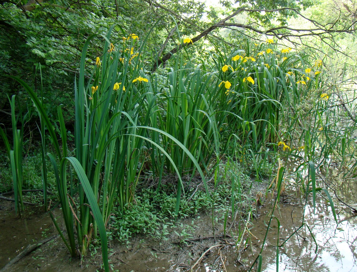 Изображение особи Iris pseudacorus.