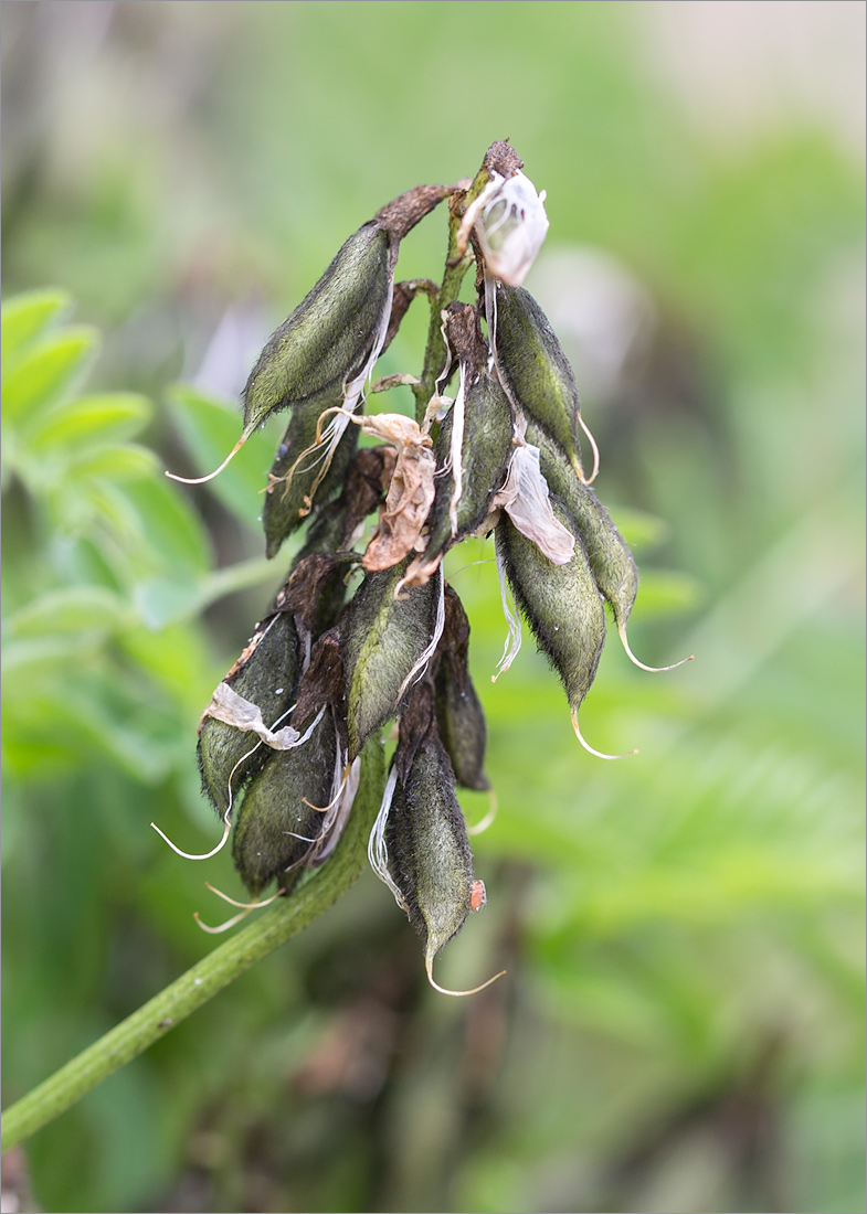 Image of Astragalus subpolaris specimen.