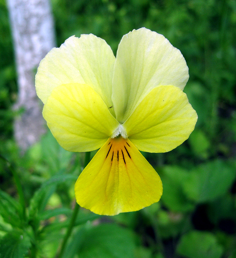 Image of Viola wittrockiana specimen.