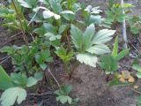Rudbeckia разновидность hortensia