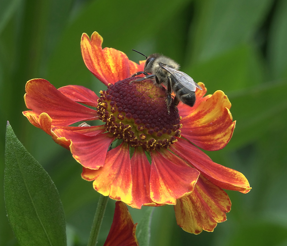 Image of Helenium autumnale specimen.