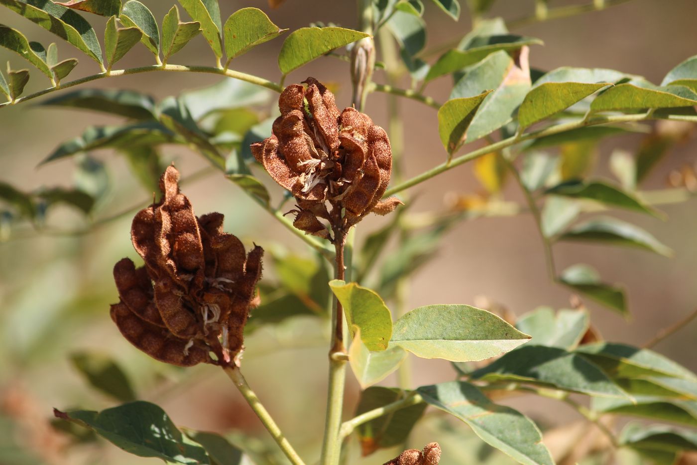 Изображение особи Glycyrrhiza soongorica.