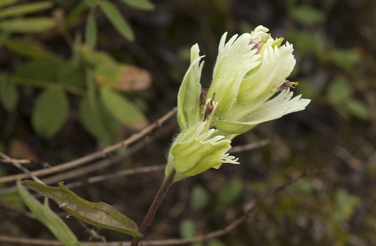 Image of Castilleja pallida specimen.