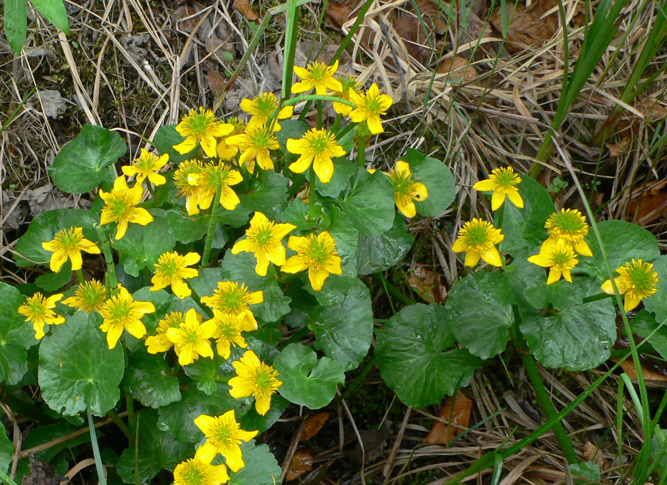 Изображение особи Caltha violacea.