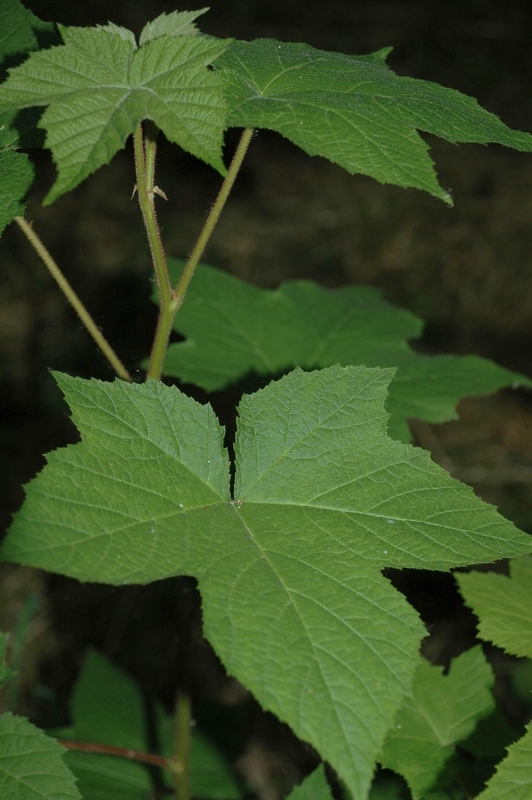 Image of Rubus odoratus specimen.