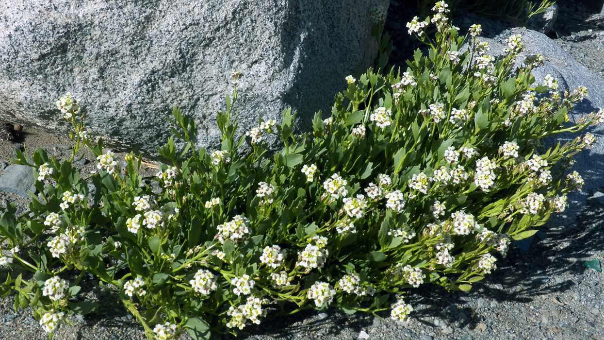 Image of Christolea pamirica specimen.