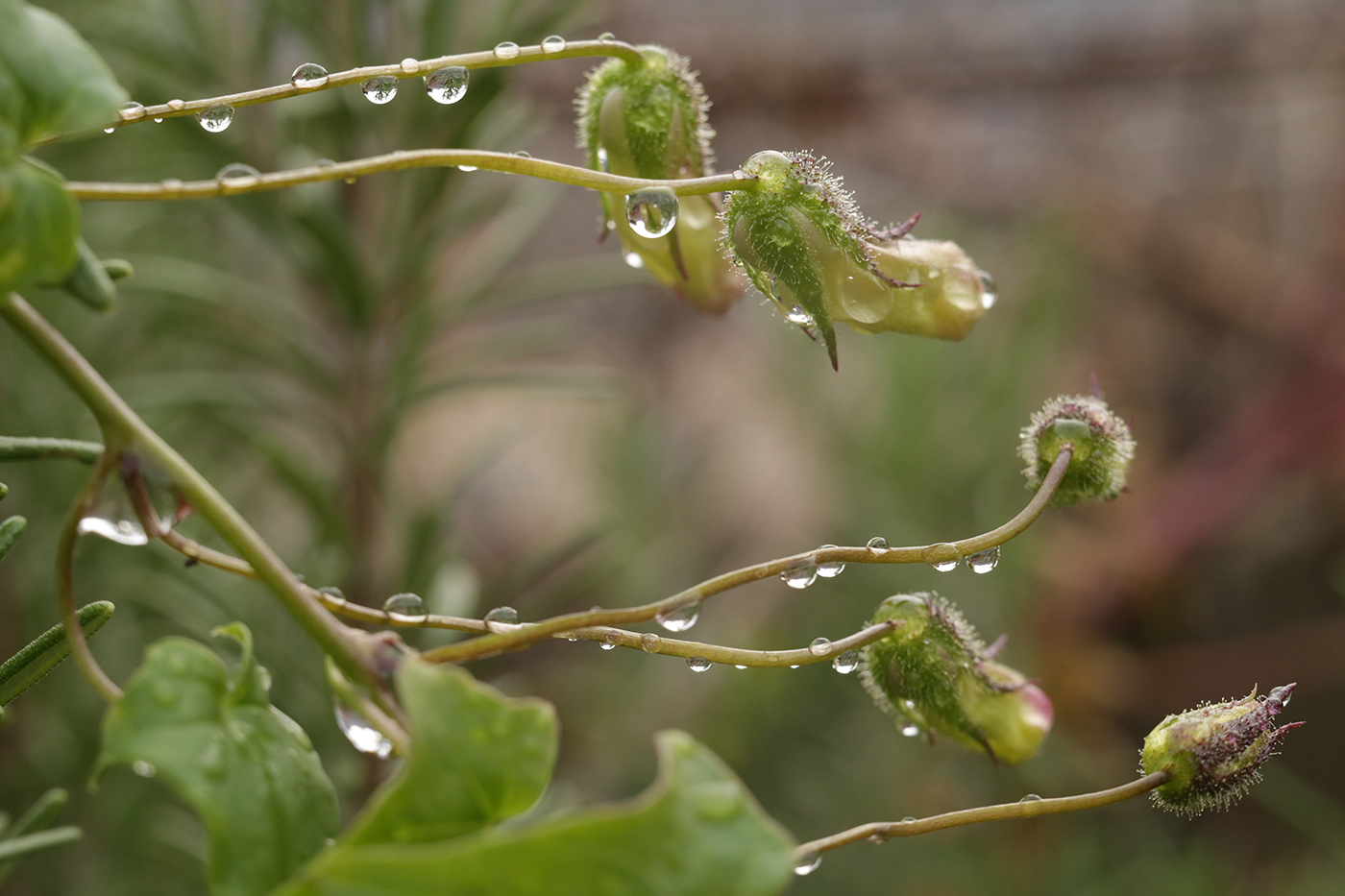 Изображение особи Maurandya scandens.