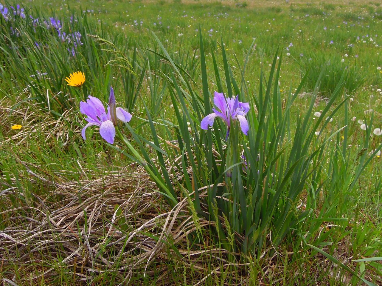 Image of Iris biglumis specimen.