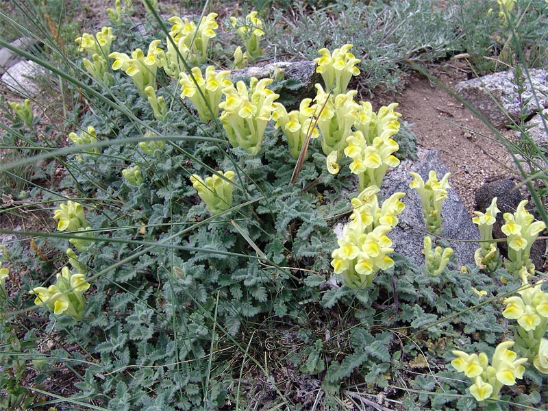 Изображение особи Scutellaria paradoxa.