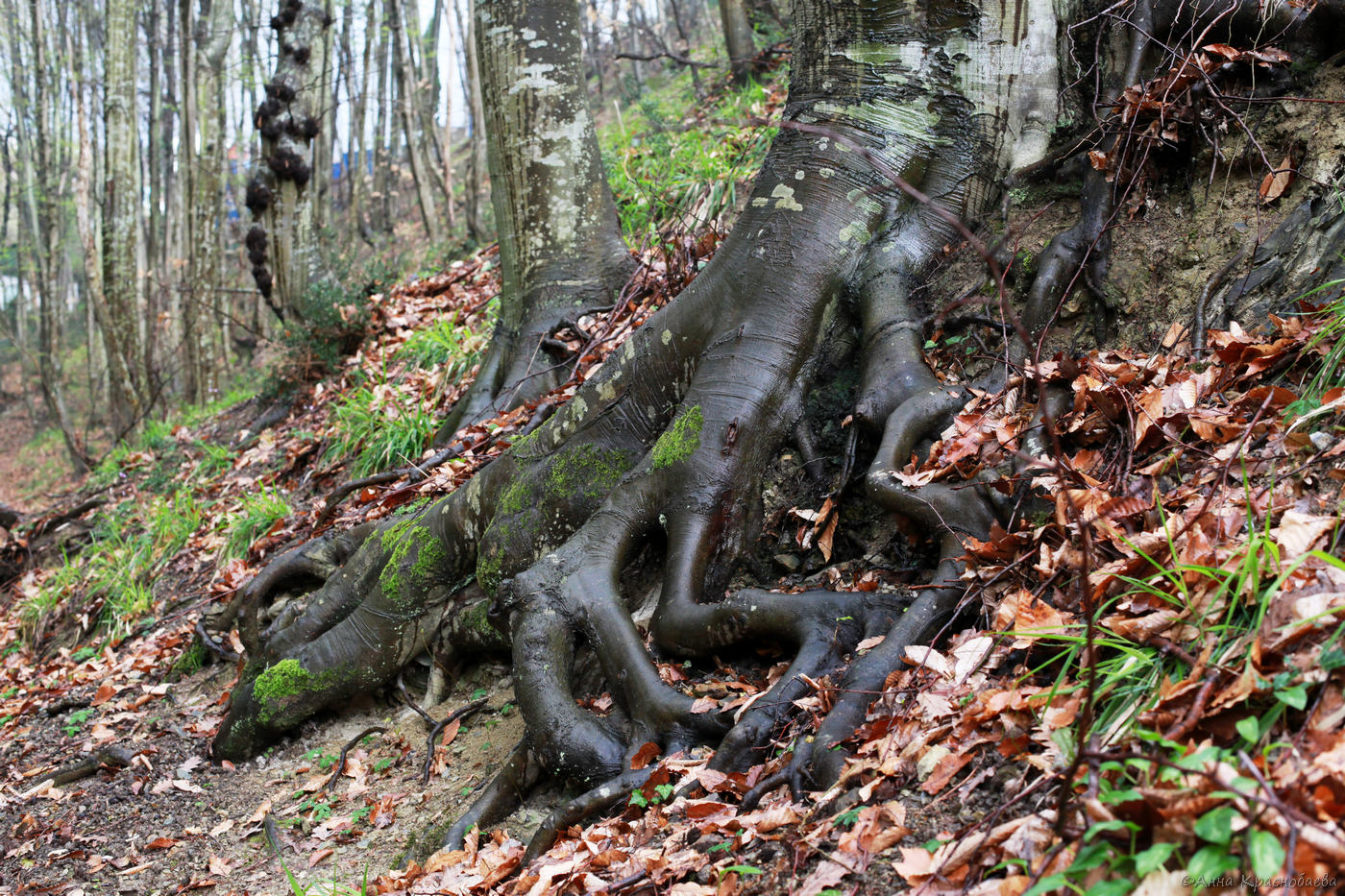 Image of Fagus orientalis specimen.