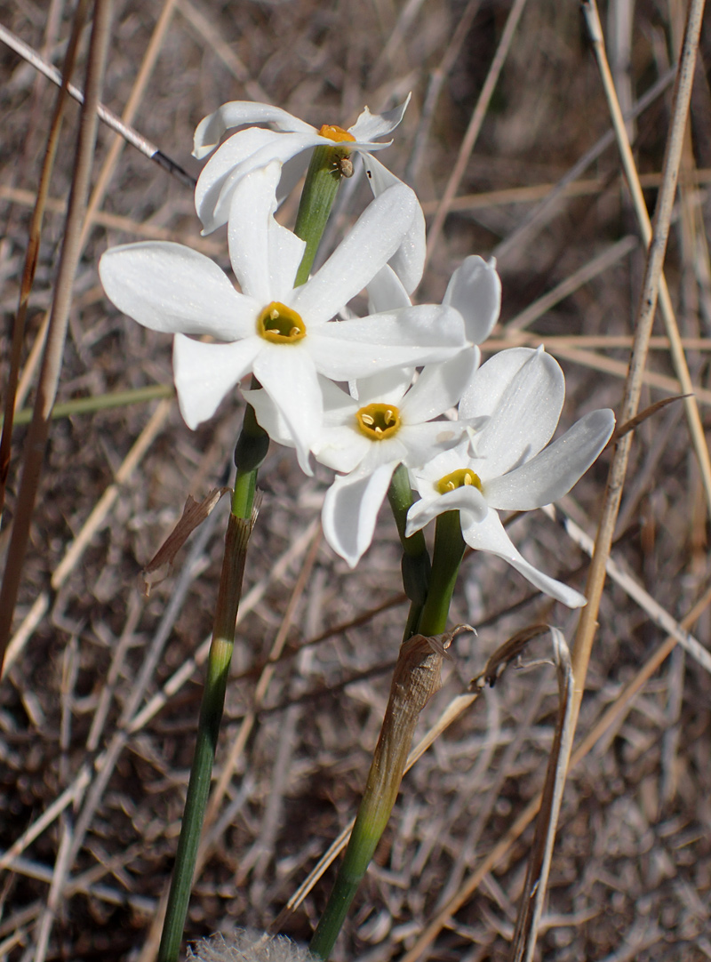 Изображение особи Narcissus obsoletus.