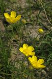 Ranunculus regelianus. Цветки. Казахстан, хр. Шолак, западные отроги Джунгарского Алатау. 13.04.2008.