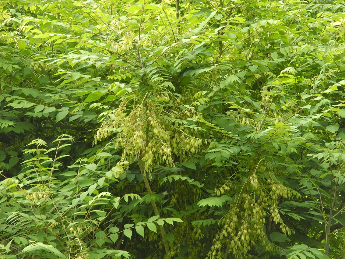 Image of Decaisnea insignis specimen.