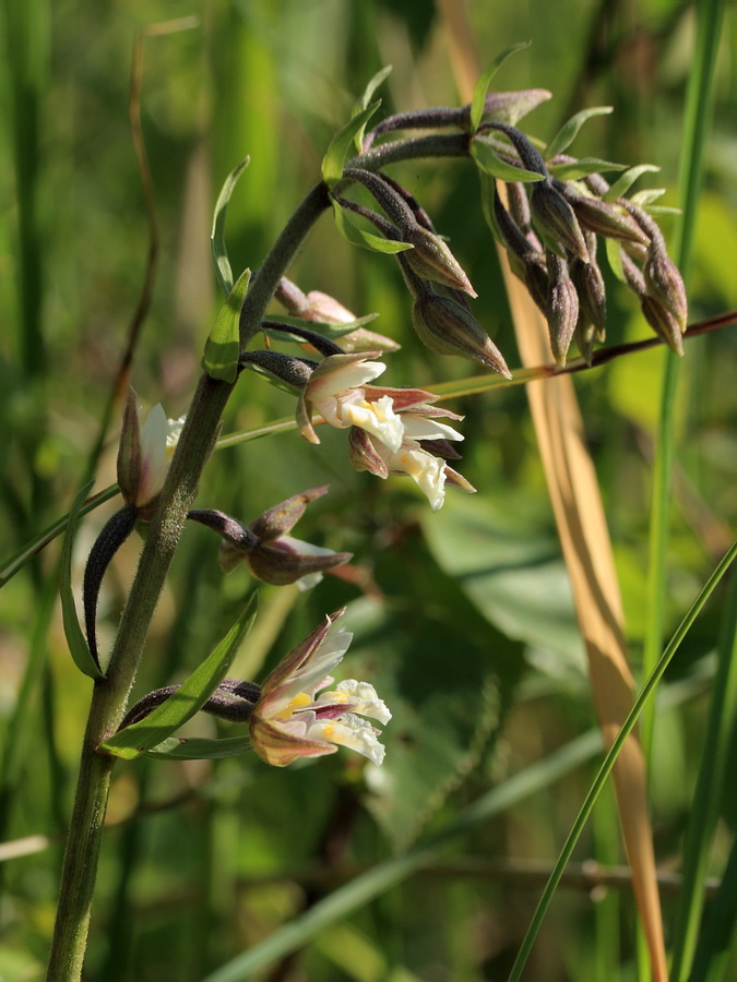 Изображение особи Epipactis palustris.