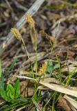 genus Carex. Цветущие растения. Башкортостан, Гафурийский р-н, долина р. Зилим, травянистый склон скального массива Арташ, лиственно-сосновый лес. 2 мая 2019 г.