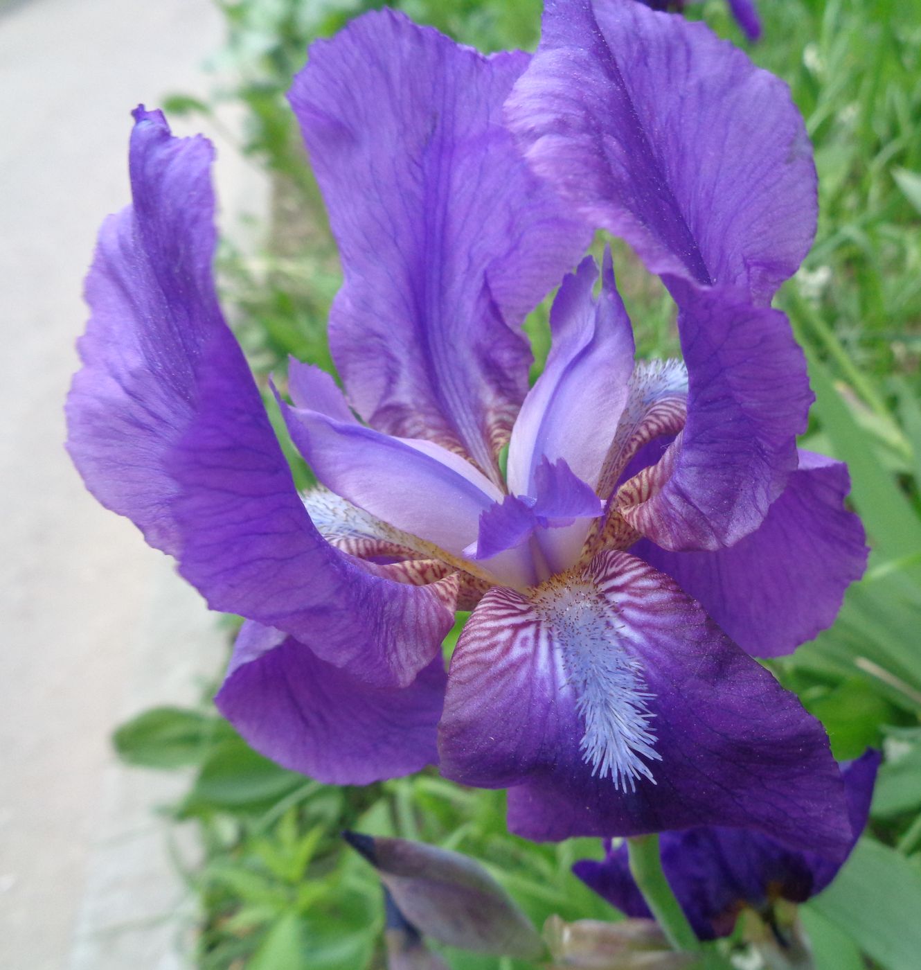 Image of Iris &times; hybrida specimen.