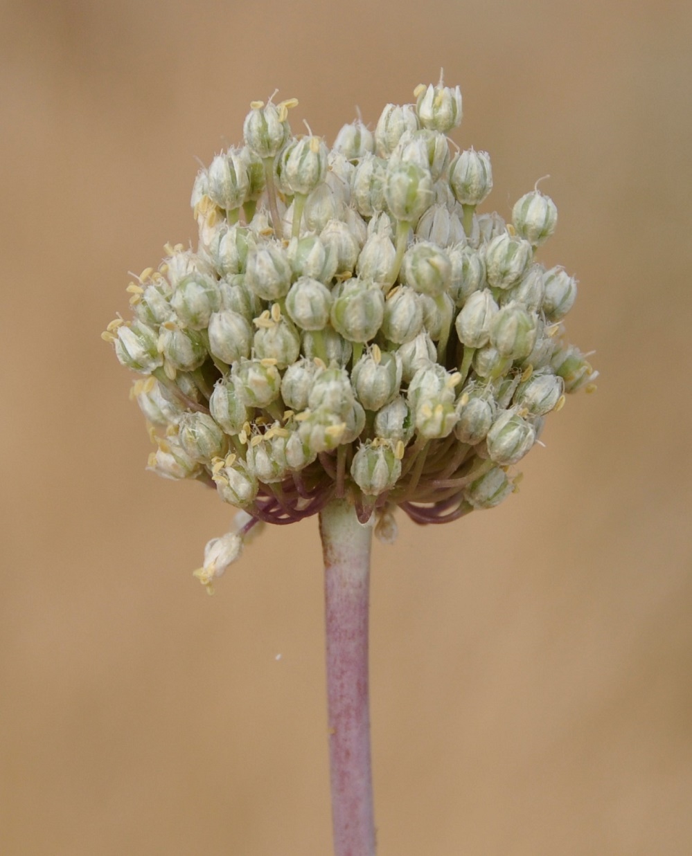 Изображение особи Allium ampeloprasum.