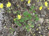 Potentilla vulcanicola. Цветущее растение. Камчатский край, Елизовский район, природный парк \"Вулканы Камчатки\", Авачинский перевал, 980 м н.у.м., щебнистая осыпь. 04.07.2010.