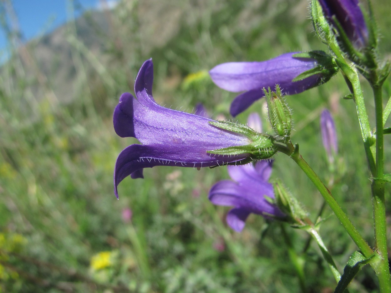 Image of Campanula hohenackeri specimen.