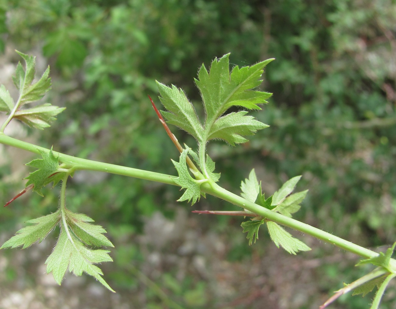 Image of genus Crataegus specimen.