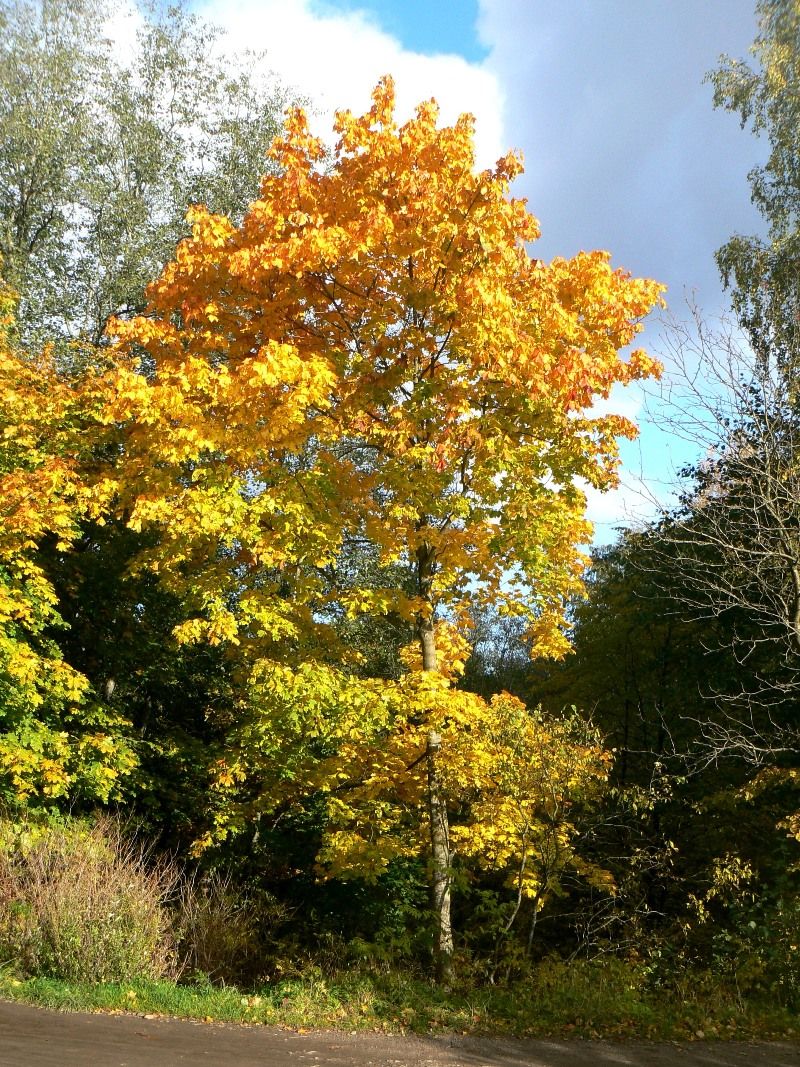 Image of Acer platanoides specimen.