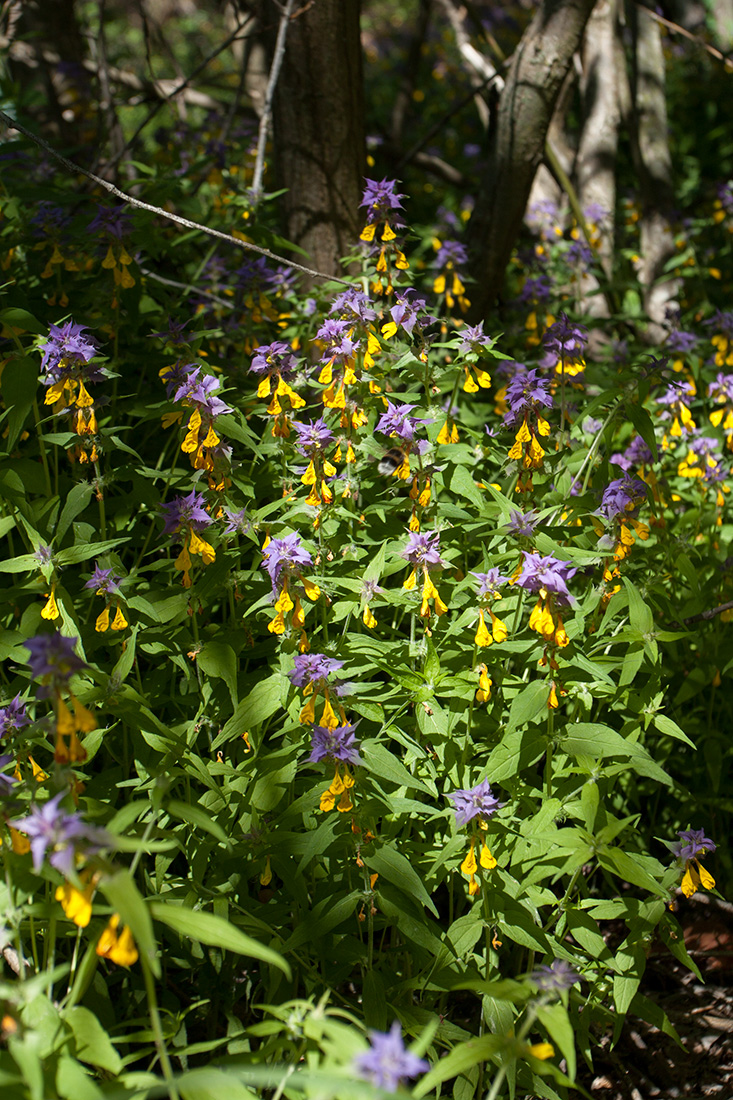 Image of Melampyrum nemorosum specimen.