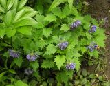 Ajuga incisa