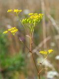 Pastinaca sylvestris. Верхушка побега с соцветиями и соплодием. Псковская обл., Печорский р-н, Изборско-Мальская долина восточнее оз. Городищенское, суходольный разнотравно-злаковый луг. 03.08.2019.