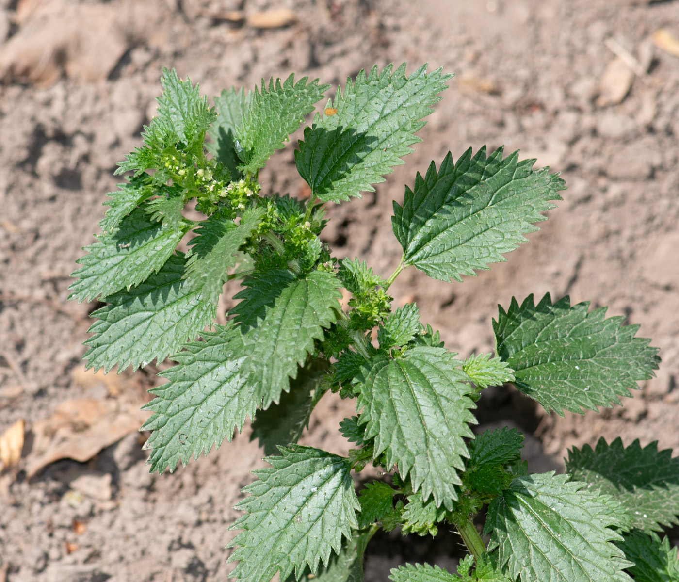 Image of Urtica urens specimen.