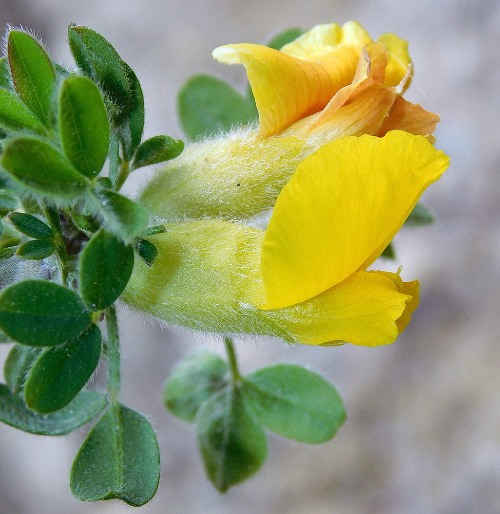 Image of Chamaecytisus hirsutissimus specimen.