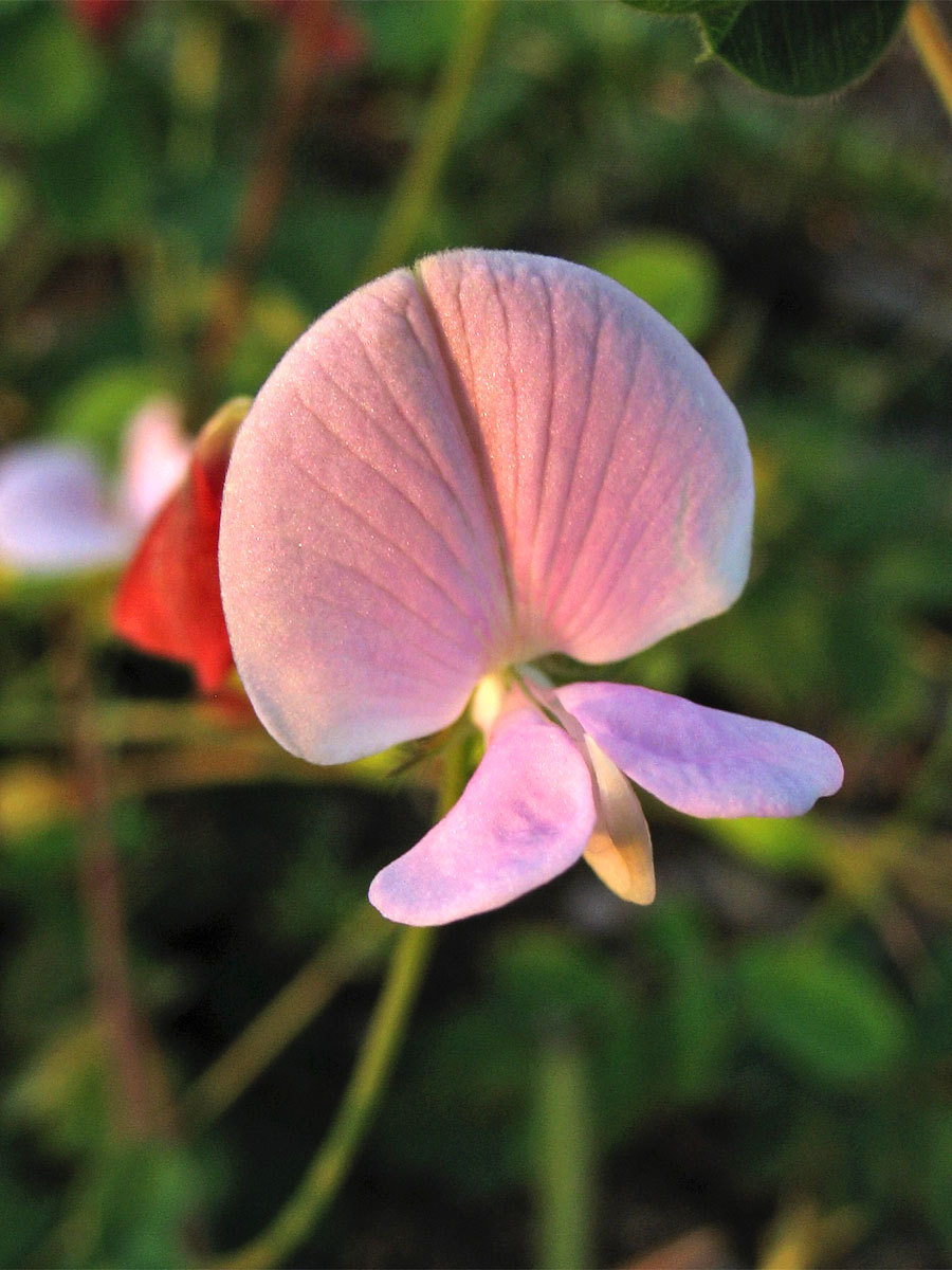 Изображение особи Tephrosia spicata.