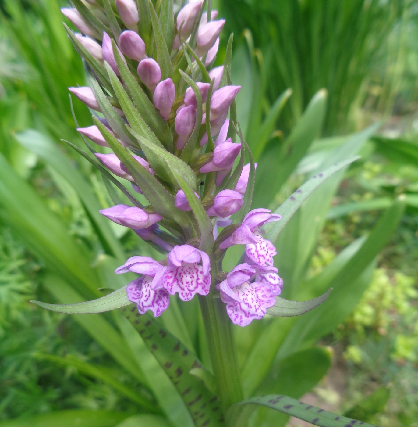 Image of Dactylorhiza baltica specimen.